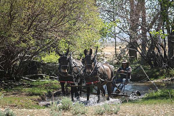 trail-riding-mule