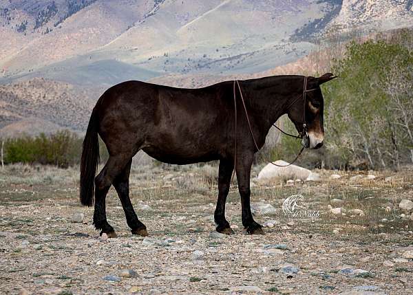 trained-mule