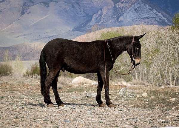 western-riding-mule