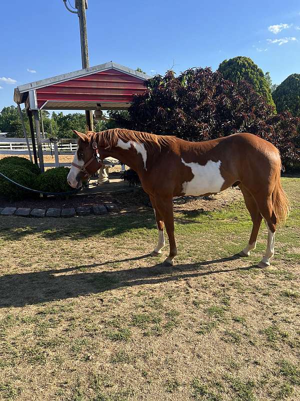 paint-gelding