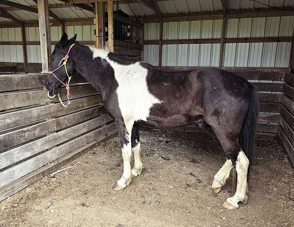 show-mule-paint-horse