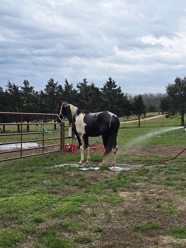 black-white-mule-paint-gelding-mare