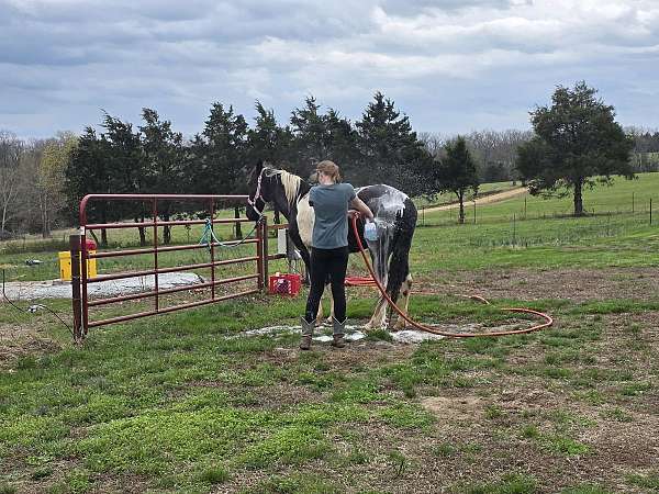 black-white-mule-paint-horses-for-sale
