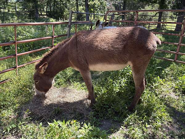 brown-white-muzzle-underbelly-horse