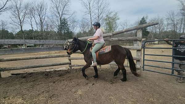 bay-star-on-forehead-horse