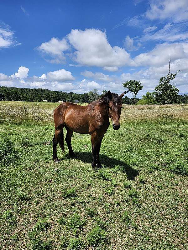 draft-percheron-horse