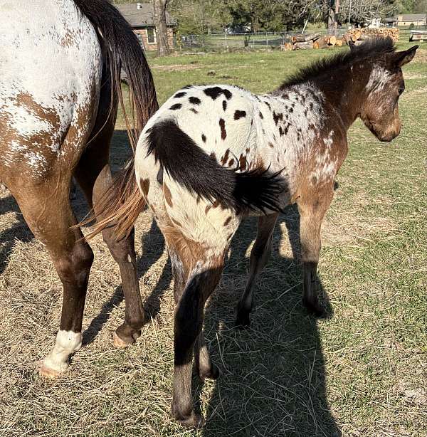 bayblack-spotted-near-leopard-with-lots-of-white-horse