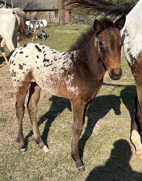 bay-bayblack-spotted-near-leopard-with-lots-of-white-horse