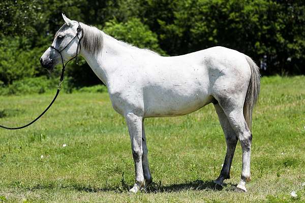 budget-friendly-arabian-horse