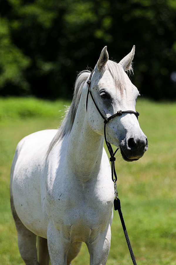 budget-friendly-horse
