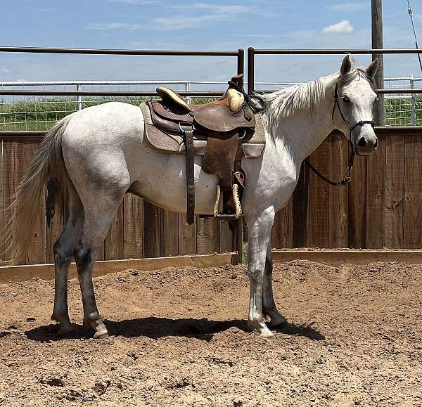 budget-friendly-gelding