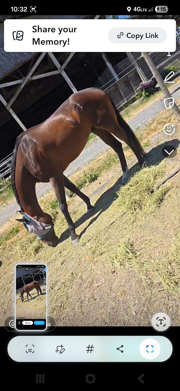 thoroughbred-gelding