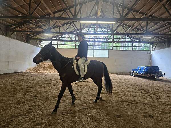 thoroughbred-horse-for-sale