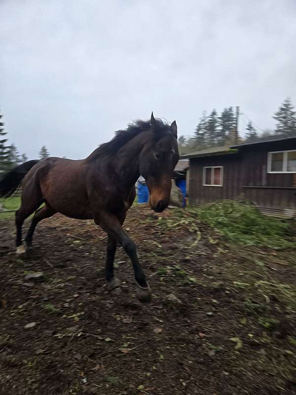 thoroughbred-horse