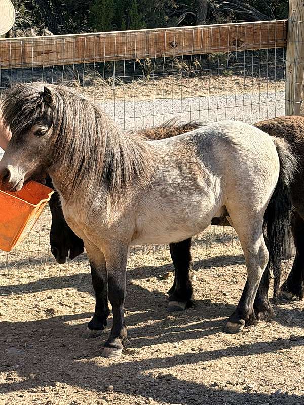 miniature-horse