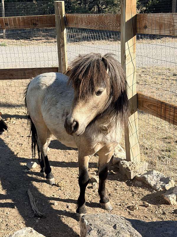 miniature-horse-for-sale