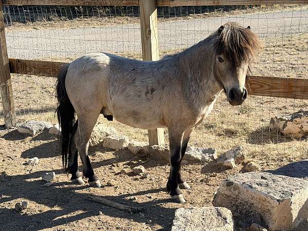 miniature-stallion