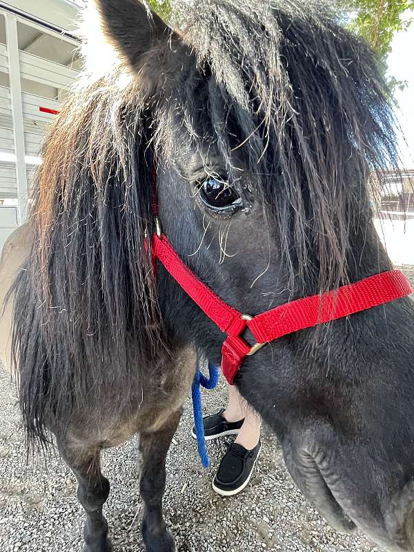 miniature-horse