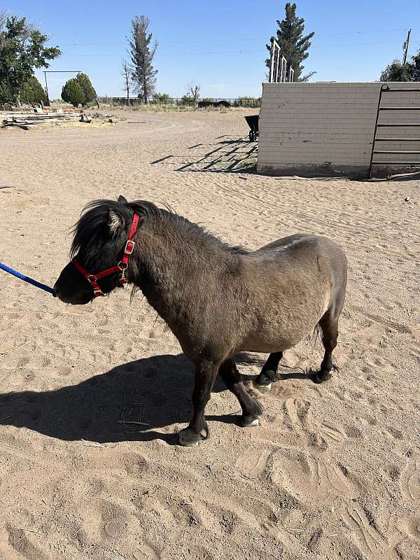miniature-gelding