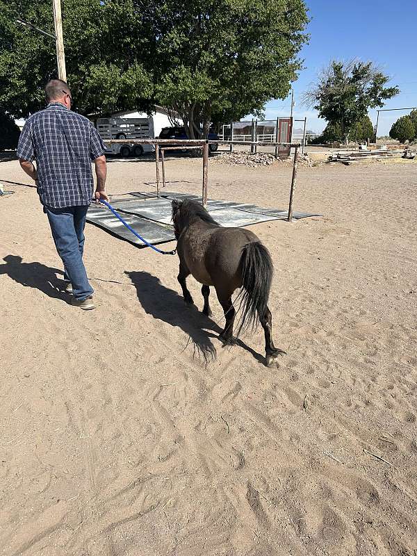 miniature-horse-for-sale