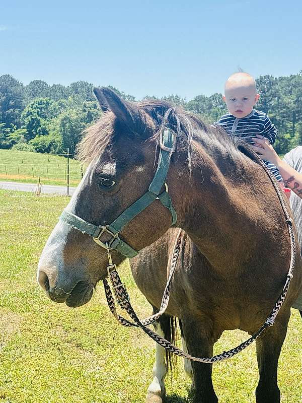 pony