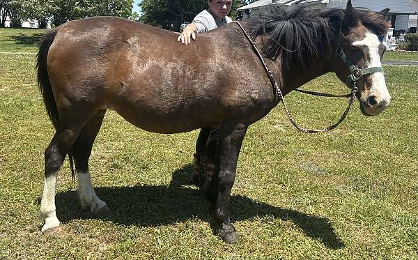 pony-for-sale