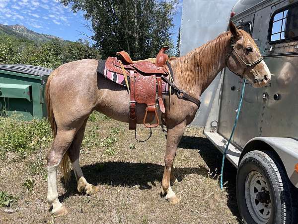 red-roan-smha-mare