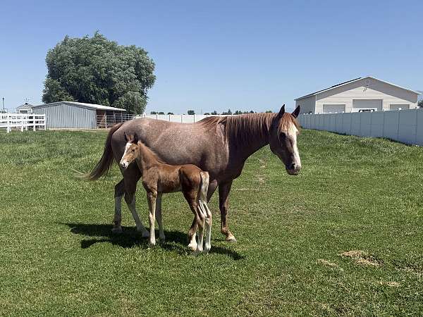red-roan-smha-horse