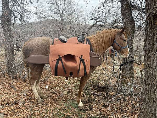 smha-spotted-saddle-horse