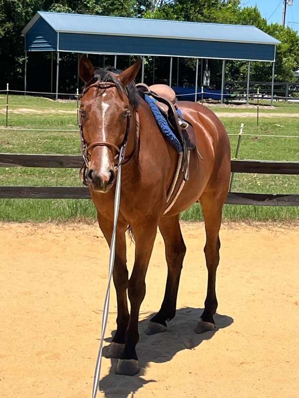 chestnut-mare-oldenburg-horse