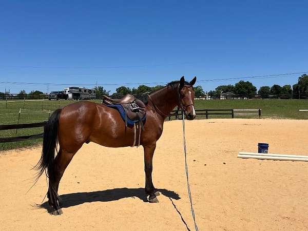 in-training-oldenburg-horse