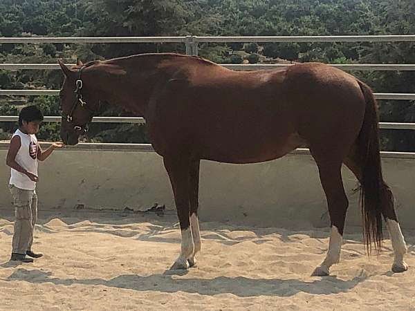 three-year-old-oldenburg-horse