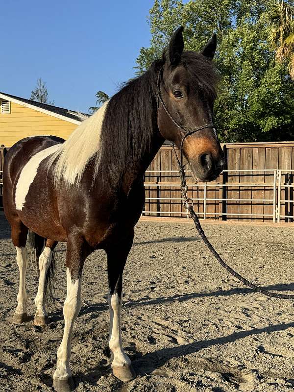 flashy-spotted-saddle-horse