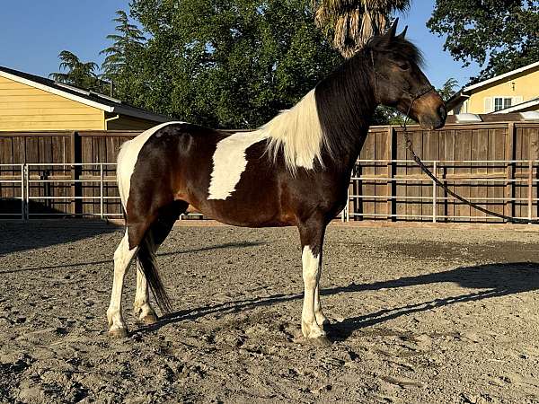 gaited-spotted-saddle-horse