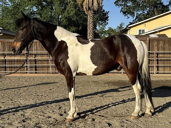 trail-riding-spotted-saddle-horse