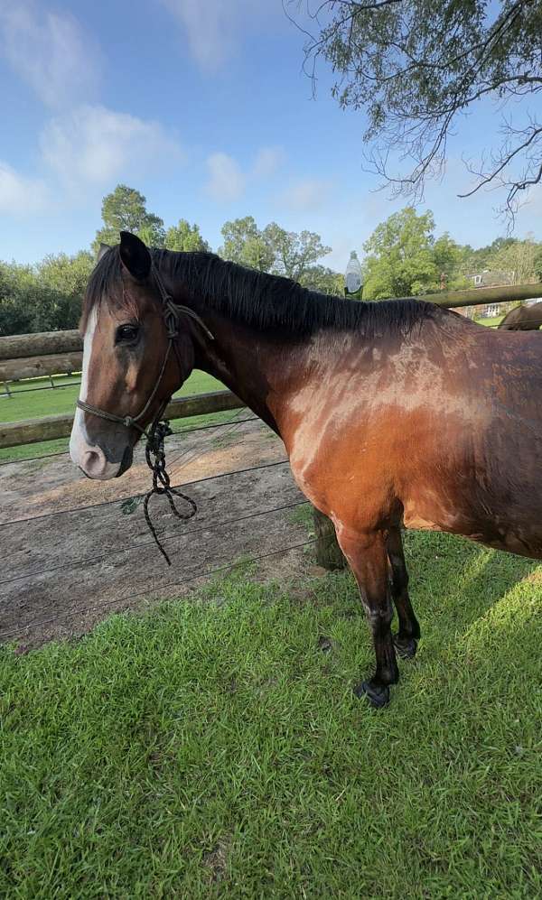 tennessee-walking-gelding