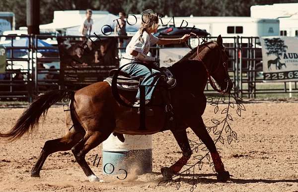 tennessee-walking-horse-for-sale