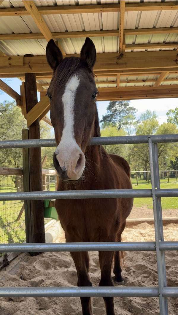 tennessee-walking-horse
