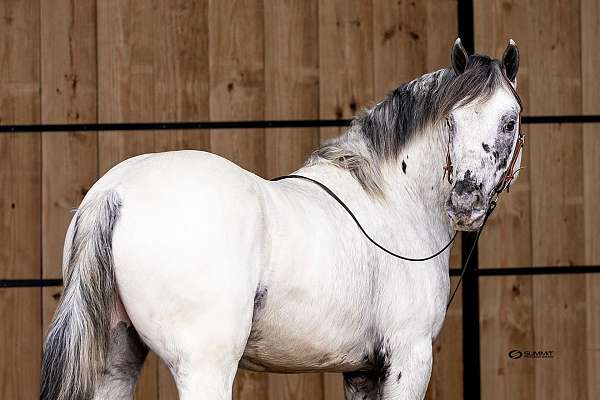 homozygous-ee-lplp-patn1patn1-horse