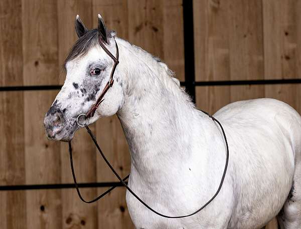 black-homozygous-ee-lplp-patn1patn1-horse