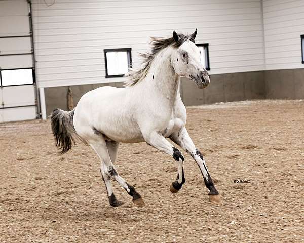 leooard-complex-appaloosa-horse