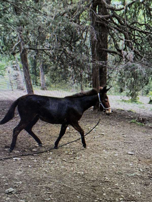 light-muzzle-donkey