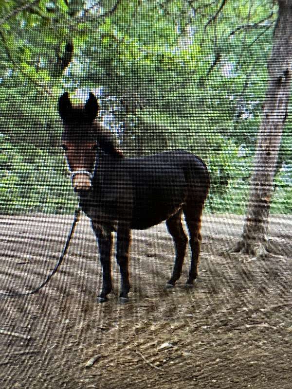 brown-light-muzzle-donkey