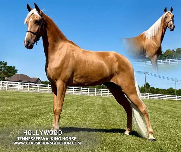 hollywood-tennessee-walking-horse