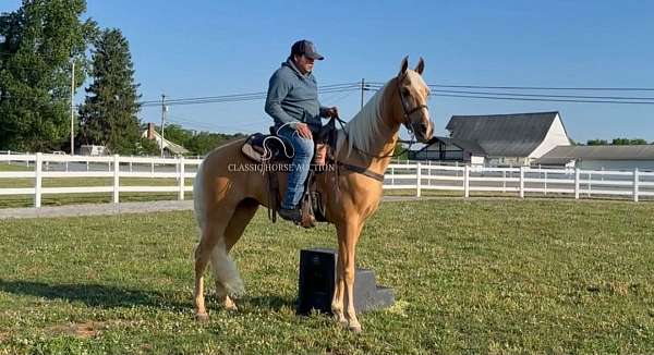 all-tennessee-walking-horse