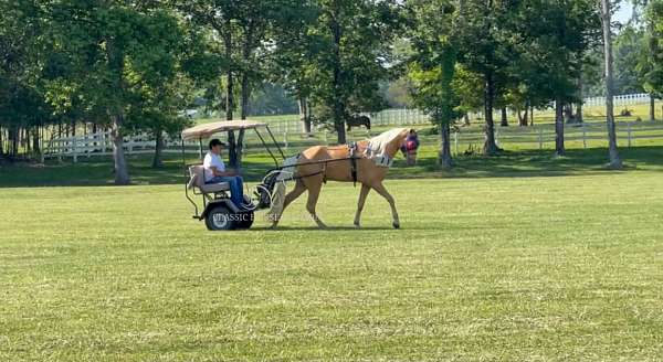 around-tennessee-walking-horse