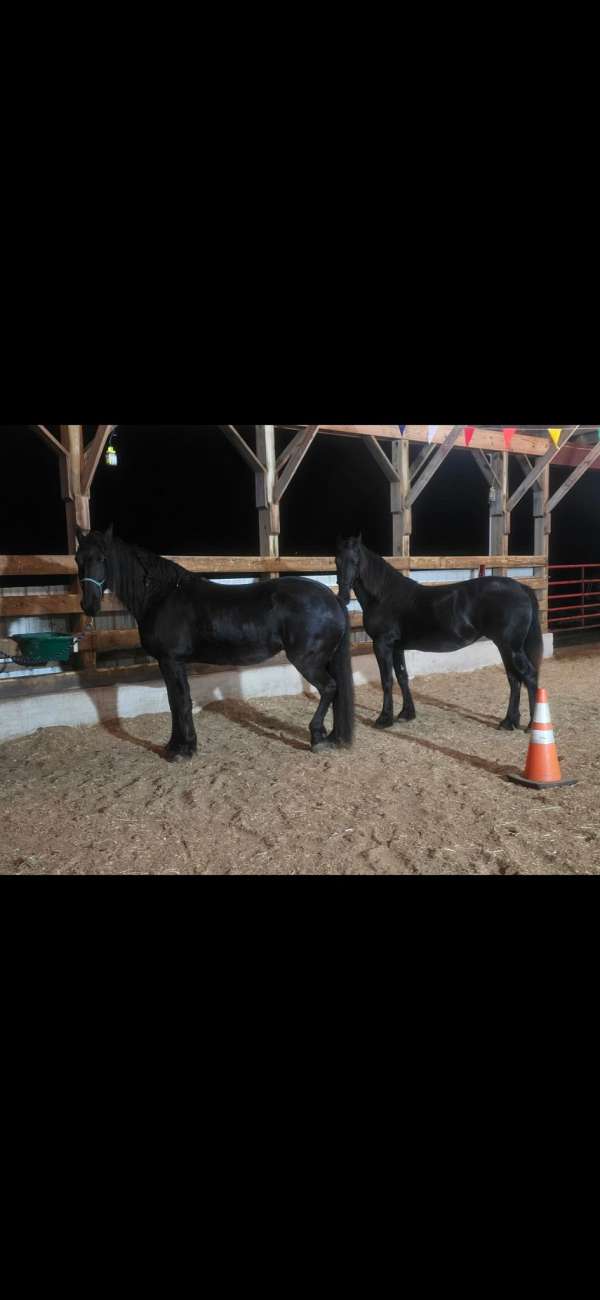 trained-working-friesian-horse