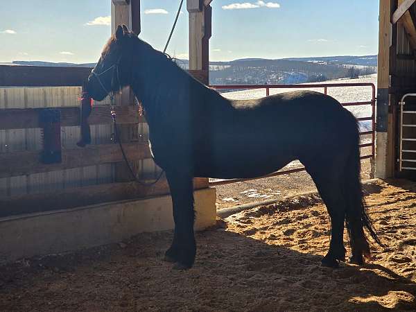 trained-working-weanling