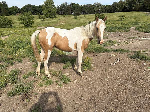 tobiano-spotted-palomino-horse