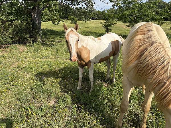 spotted-palomino